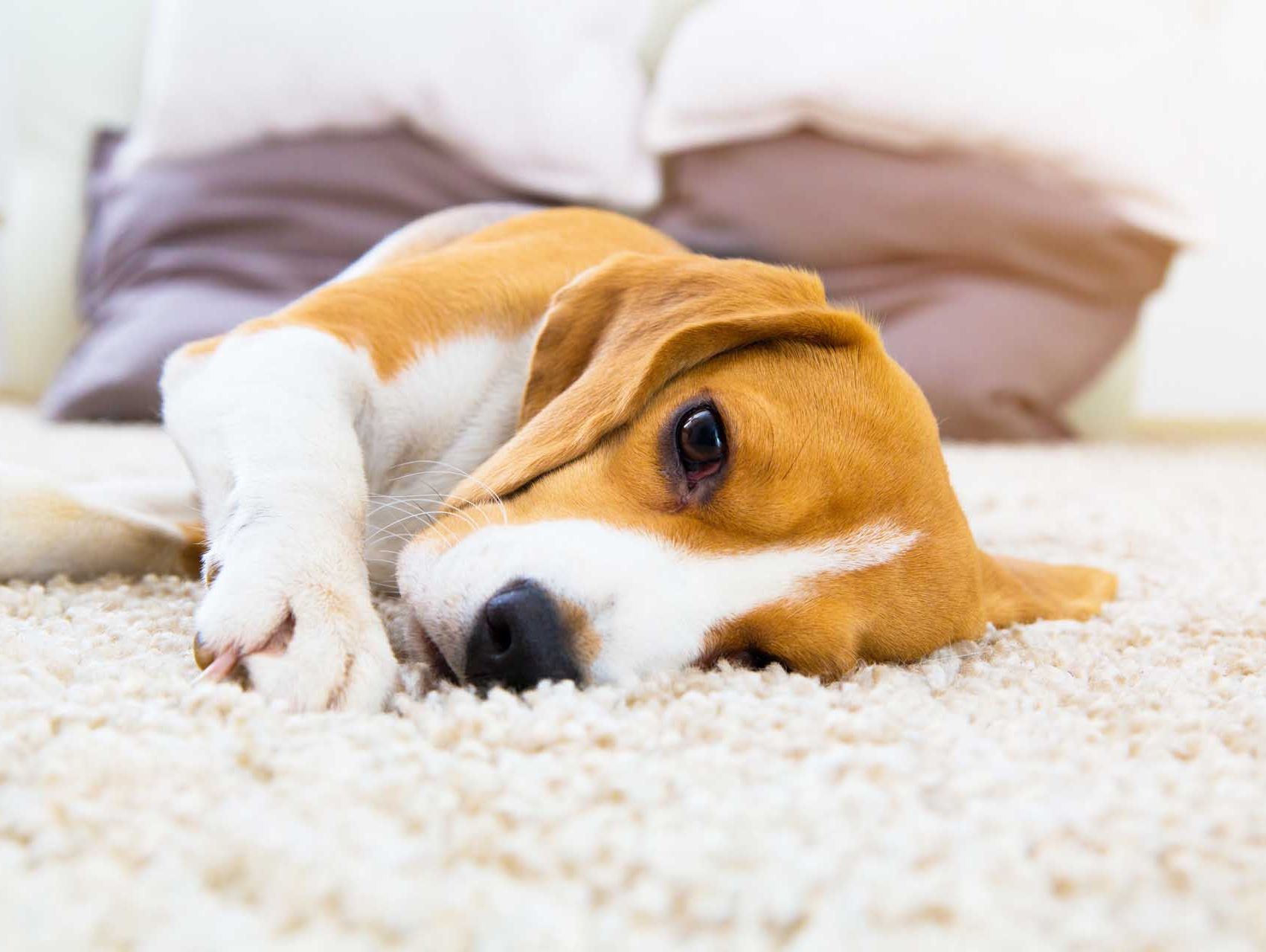 Teppichreinigung & Polsterreinigung